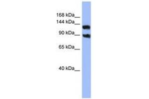 Image no. 1 for anti-Potassium Voltage-Gated Channel, Subfamily H (Eag-Related), Member 3 (Kcnh3) (AA 719-768) antibody (ABIN6741636) (KCNH3 antibody  (AA 719-768))