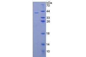 SDS-PAGE of Protein Standard from the Kit (Highly purified E. (Insulin ELISA Kit)