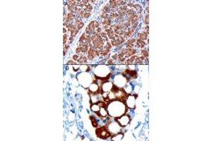 ABIN185389 staining of paraffin embedded Human Pancreas. (PDHX antibody  (C-Term))