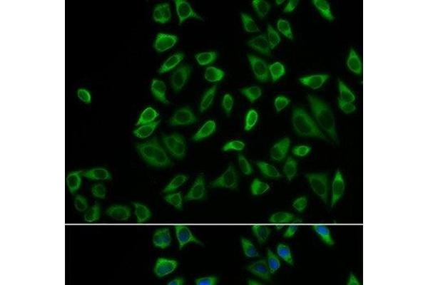 PEX5 antibody