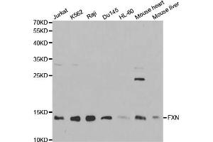 Western blot analysis of extracts of various cell lines, using FXN antibody (ABIN5970875) at 1/1000 dilution. (Frataxin antibody)