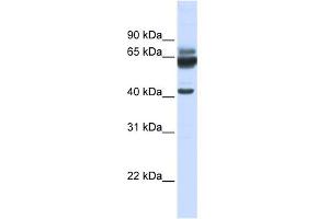 WB Suggested Anti-PARD6B Antibody Titration:  0.
