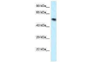 Western Blot showing VPS4B antibody used at a concentration of 1 ug/ml against OVCAR-3 Cell Lysate (VPS4B antibody  (N-Term))