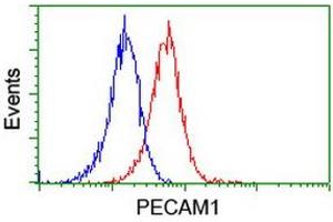 Image no. 3 for anti-Platelet/endothelial Cell Adhesion Molecule (PECAM1) antibody (ABIN1497243) (CD31 antibody)