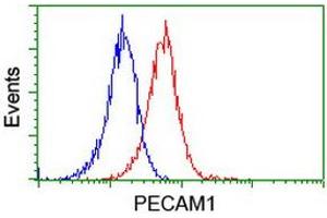 Image no. 3 for anti-Platelet/endothelial Cell Adhesion Molecule (PECAM1) antibody (ABIN1497243)