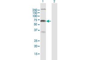 Western Blot analysis of RYK expression in transfected 293T cell line by RYK MaxPab polyclonal antibody.