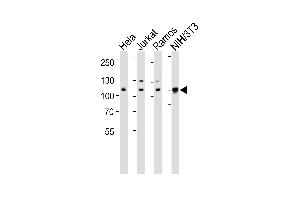 Western blot analysis of lysates from Hela, Jurkat, Ramos, mouse NIH/3T3 cell line (from left to right), using CSE1L Antibody (ABIN1882070 and ABIN2838356). (CSE1L antibody  (N-Term))