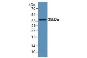 Detection of Recombinant CASP4, Bovine using Monoclonal Antibody to Caspase 4 (CASP4) (Caspase 4 antibody  (AA 81-270))