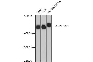 Western blot analysis of extracts of various cell lines, using DP1/DP1/TFDP1 antibody (ABIN6130313, ABIN6149038, ABIN6149040 and ABIN6221075) at 1:3000 dilution. (DP1 antibody  (AA 1-290))