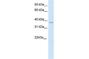 WB Suggested Anti-SFPI1 Antibody Titration:  5. (SPI1 antibody  (N-Term))