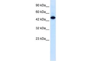 Western Blotting (WB) image for anti-E74-Like Factor 2 (Ets Domain Transcription Factor) (ELF2) antibody (ABIN2460258) (ELF2 antibody)