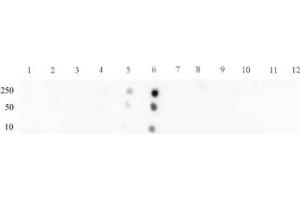 STAT3 phospho Ser727 pAb tested by dot blot analysis. (STAT3 antibody  (pSer727))