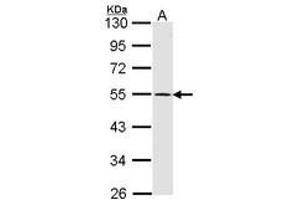 Image no. 1 for anti-Dopamine Receptor D1 (DRD1) (AA 347-411) antibody (ABIN467399) (Dopamine Receptor d1 antibody  (AA 347-411))