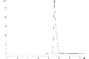 The purity of Mouse LAIR1 is greater than 95 % as determined by SEC-HPLC. (LAIR1 Protein (AA 22-141) (His tag))
