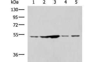 Western blot analysis of 293T and Jurkat cell lysates using SNTA1 Polyclonal Antibody at dilution of 1:1350 (SNTA1 antibody)