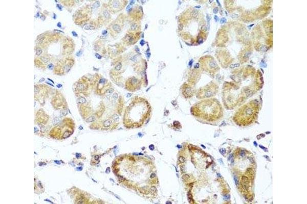 PER1 antibody