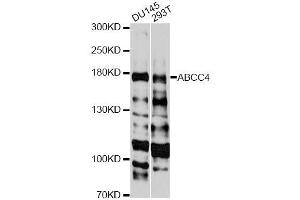 Western blot analysis of extracts of various cell lines, using ABCC4 antibody. (ABCC4 antibody  (AA 495-705))