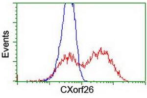 HEK293T cells transfected with either RC200095 overexpress plasmid (Red) or empty vector control plasmid (Blue) were immunostained by anti-CXorf26 antibody (ABIN2454749), and then analyzed by flow cytometry. (CXorf26 antibody)