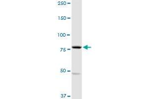 MARK2 MaxPab rabbit polyclonal antibody. (MARK2 antibody  (AA 1-755))