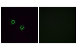 Immunofluorescence analysis of A549 cells, using OR2J3 antibody.