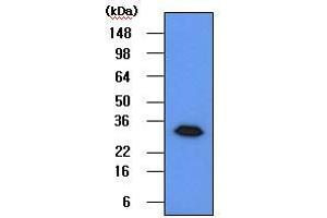 The 293T cell lysates(50 ug) were resolved by SDS-PAGE, transferred to PVDF membrane and probed with anti-human Geminin (1:500). (Geminin antibody  (AA 1-209))