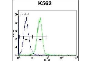 UL1 Antibody (N-term) 1907a flow cytometric analysis of K562 cells (right histogram) compared to a negative control cell (left histogram). (UAP1L1 antibody  (N-Term))