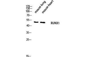 Western Blot (WB) analysis of Mouse Lung Mouse Heart lysis using RUNX1 antibody. (RUNX1 antibody  (Ser2056))