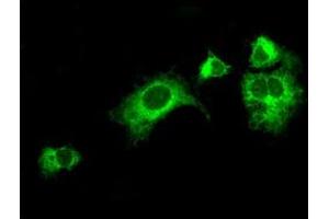 Anti-LOX mouse monoclonal antibody (ABIN2453264) immunofluorescent staining of COS7 cells transiently transfected by pCMV6-ENTRY LOX (RC213323). (LOX antibody  (AA 22-168))