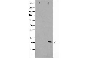 Western blot analysis on A549 cell lysate using Histone H1. (Histone H1 antibody  (Internal Region))