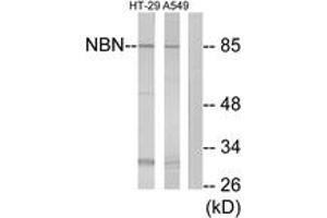 Western blot analysis of extracts from A549/HT-29 cells, using NBN Antibody. (Nibrin antibody  (AA 431-480))