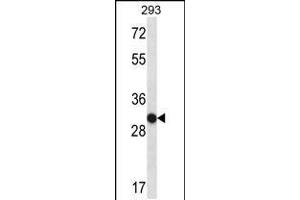 Western blot analysis in 293 cell line lysates (35ug/lane). (OR4K14 antibody  (N-Term))