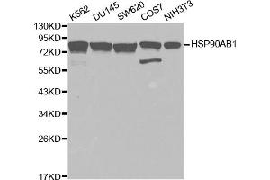 Western blot analysis of extracts of various cell lines, using HSP90AB1 antibody. (HSP90AB1 antibody)