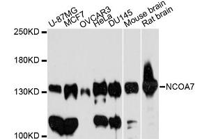 Western blot analysis of extracts of various cell lines, using NCOA7 antibody (ABIN6291593) at 1:3000 dilution.