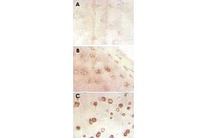 Immunohistochemical analysis of human cartilage with SOD3 monoclonal antibody, clone 4GG11G6 . (SOD3 antibody)