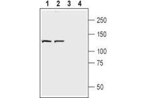 Western Blotting (WB) image for anti-Neuropilin 2 (NRP2) (AA 747-758), (Extracellular) antibody (ABIN7043380)