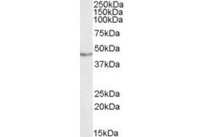 ABIN334503 (0. (TARDBP antibody  (Internal Region))