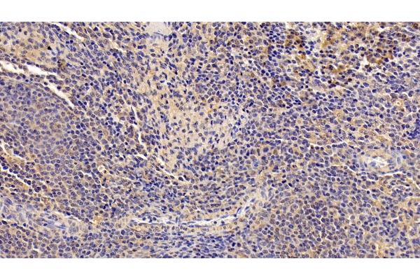 IL4 Receptor antibody  (AA 26-232)