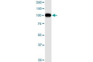 GTF3C2 MaxPab polyclonal antibody. (GTF3C2 antibody  (AA 1-911))