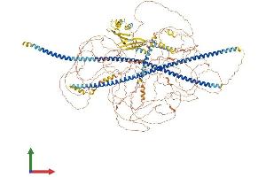 Protein Structure (PS) image for Synemin, Intermediate Filament Protein (SYNM) (AA 1-1565) protein (His tag) (ABIN7555692)