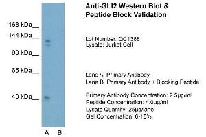 Host:  Rabbit  Target Name:  GLI2  Sample Type:  Jurkat  Lane A:  Primary Antibody  Lane B:  Primary Antibody + Blocking Peptide  Primary Antibody Concentration:  2. (GLI2 antibody  (Middle Region))