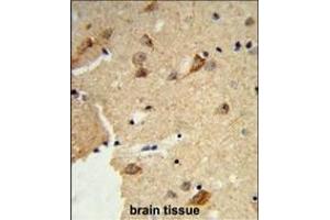 Formalin-fixed and paraffin-embedded human brain tissue reacted with DTX4 Antibody (N-term), which was peroxidase-conjugated to the secondary antibody, followed by DAB staining. (Deltex Homolog 4 antibody  (N-Term))