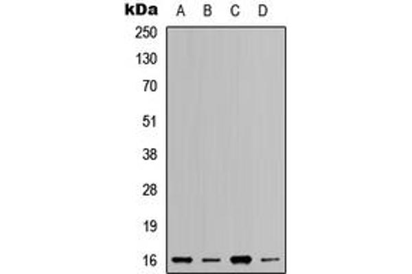 RPL37A antibody  (Center)