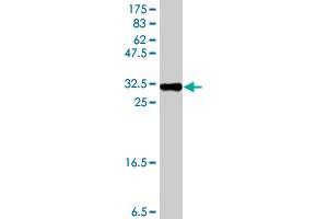 Western Blot detection against Immunogen (37. (HES1 antibody  (AA 36-142))