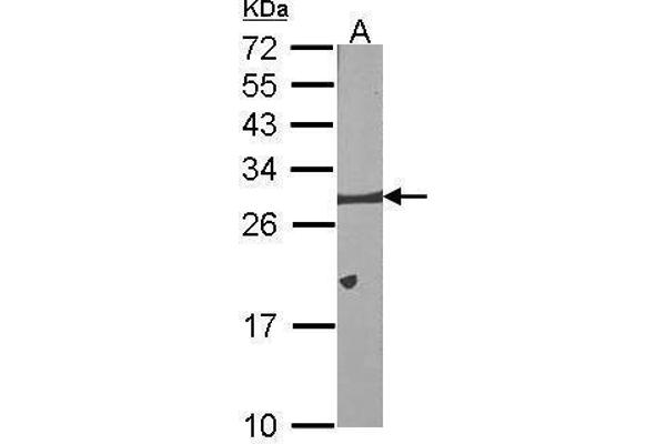 BCL2L1 antibody