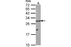 WB Image Sample (30 ug of whole cell lysate) A:NIH-3T3 12% SDS PAGE antibody diluted at 1:1000 (BCL2L1 antibody)