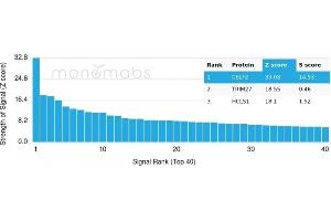Analysis of Protein Array containing more than 19,000 full-length human proteins using CELF2 Mouse Monoclonal Antibody (PCRP-CELF2-1E4). (CELF2 antibody)