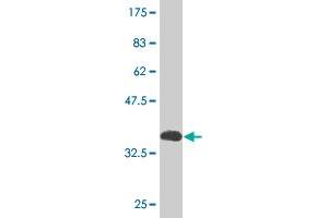 Western Blot detection against Immunogen (37. (HLX antibody  (AA 176-279))