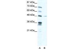 WB Suggested Anti-NFIC Antibody Titration:  2. (NFIC antibody  (C-Term))