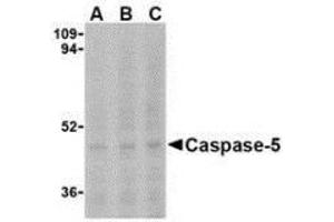Western blot analysis of Caspase-5 in Ramos cells with AP30199PU-N Caspase-5 antibody at (A) 0.