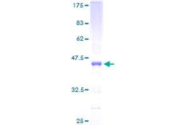 POLR1D Protein (AA 1-133) (GST tag)